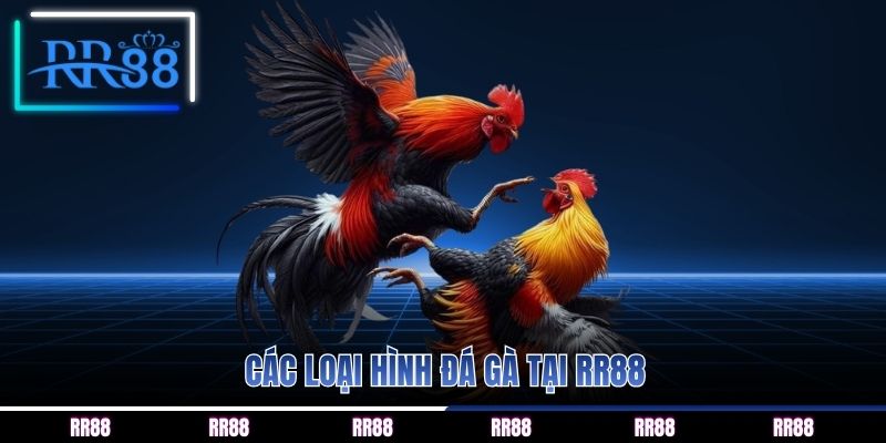 Các loại hình đá gà tại RR88