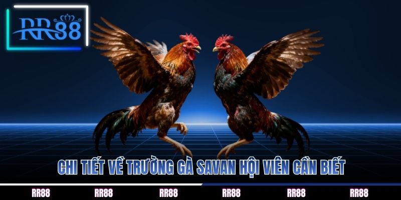 Chi tiết về trường gà savan hội viên cần biết