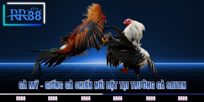 Gà mỹ - Giống gà chiến nổi bật tại trường gà savan