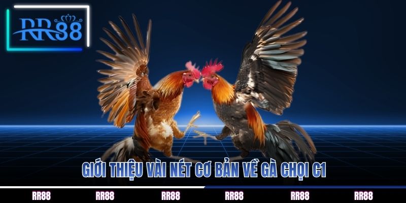 Giới thiệu vài nét cơ bản về gà chọi C1