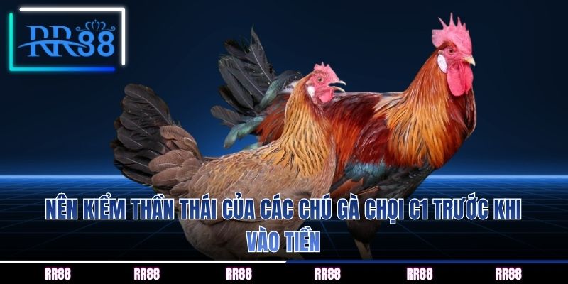 Nên kiểm thần thái của các chú gà chọi C1 trước khi vào tiền