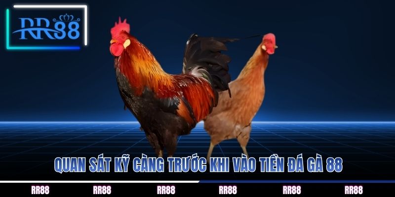 Quan sát kỹ càng trước khi vào tiền đá gà 88