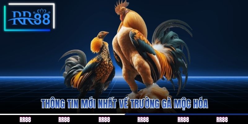 Thông tin mới nhất về trường gà mộc hóa