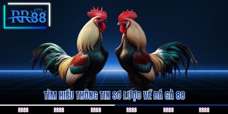 Tìm hiểu thông tin sơ lược về đá gà 88