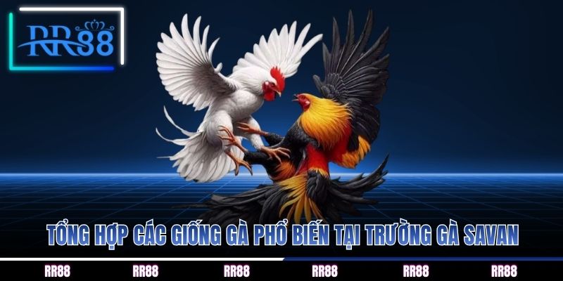 Tổng hợp các giống gà phổ biến tại trường gà savan