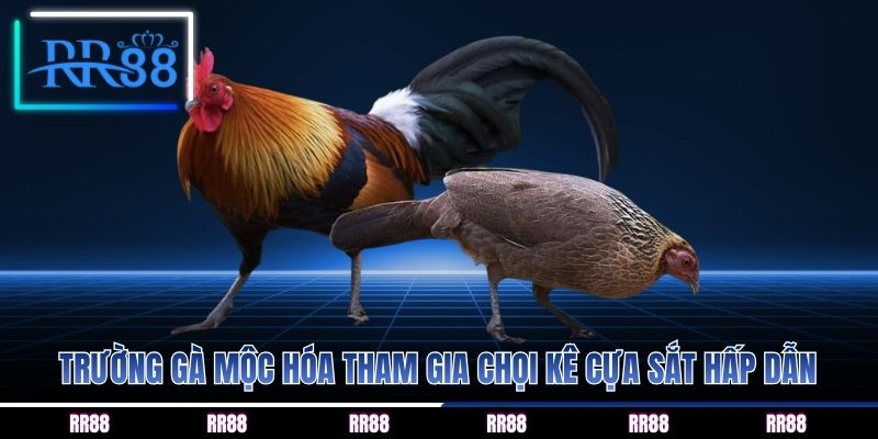 Trường gà mộc hóa tham gia chọi kê cựa sắt hấp dẫn