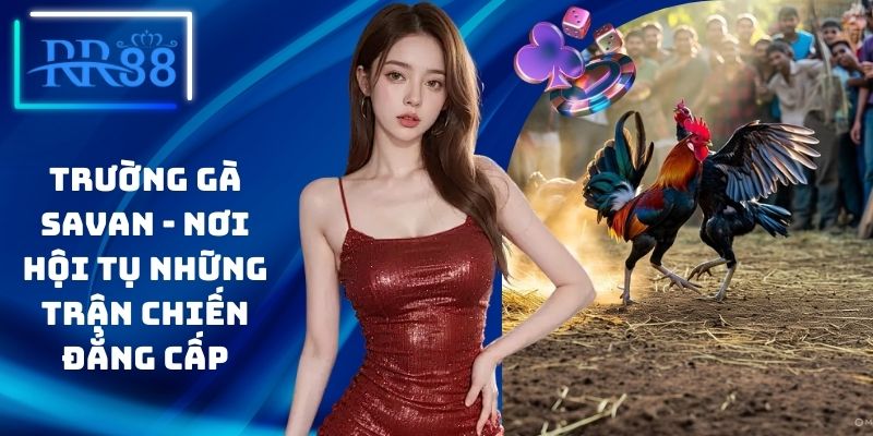 Trường Gà Savan - Nơi Hội Tụ Những Trận Chiến Đẳng Cấp