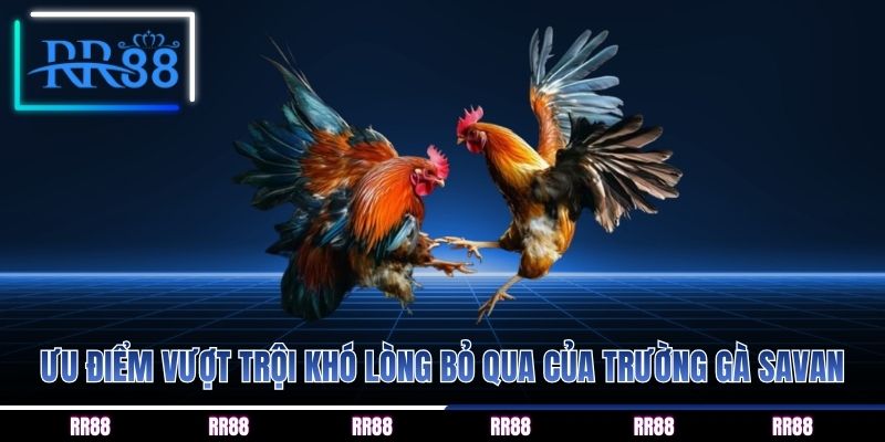 Ưu điểm vượt trội khó lòng bỏ qua của trường gà savan